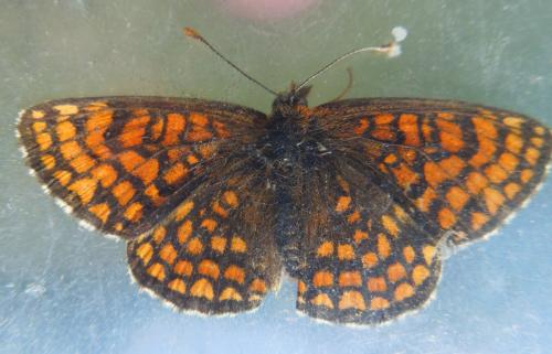 Réf. 328 164 : Melitaea athalia athalia
